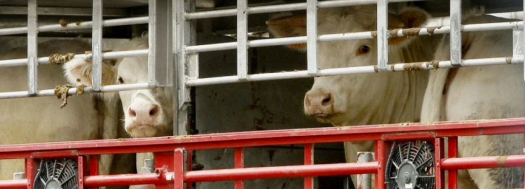 transporte de animales vivos