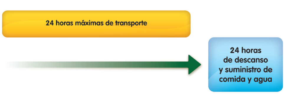 Équidos domésticos